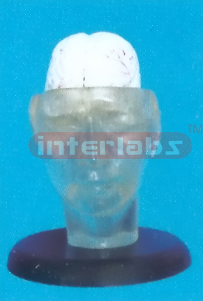 TRANSPARENT HEAD MODEL WITH 2-PCS BRAIN